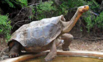 130-Year-Old Breeding Galápagos Tortoise Saved His Species From Near Extinction, Retires on Española Island