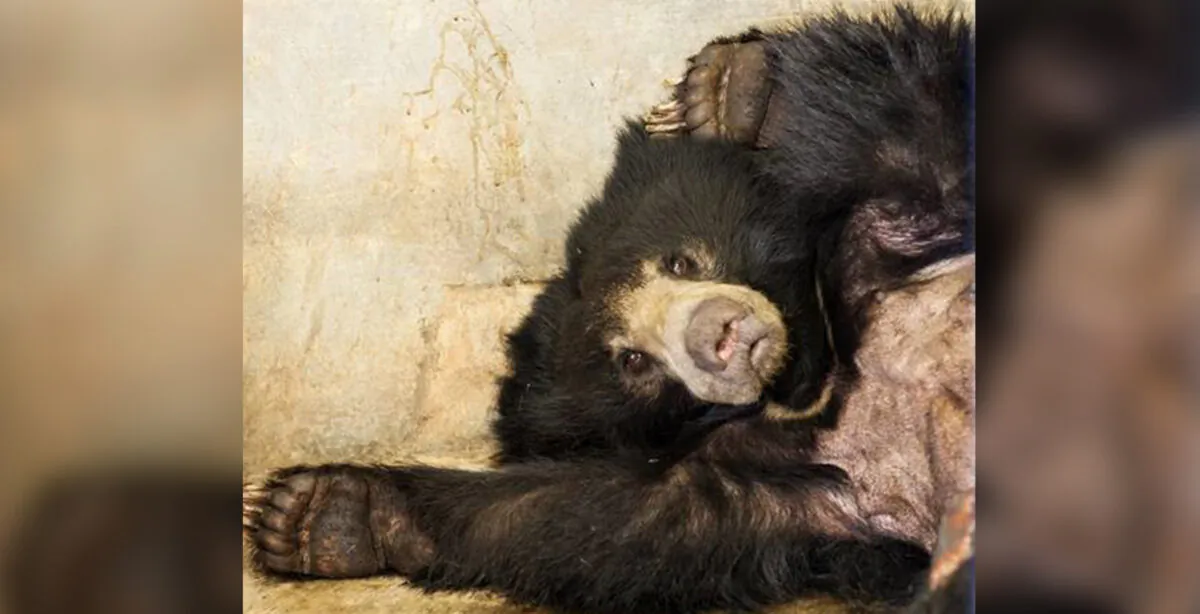 (Photo courtesy of Wildlife S.O.S)