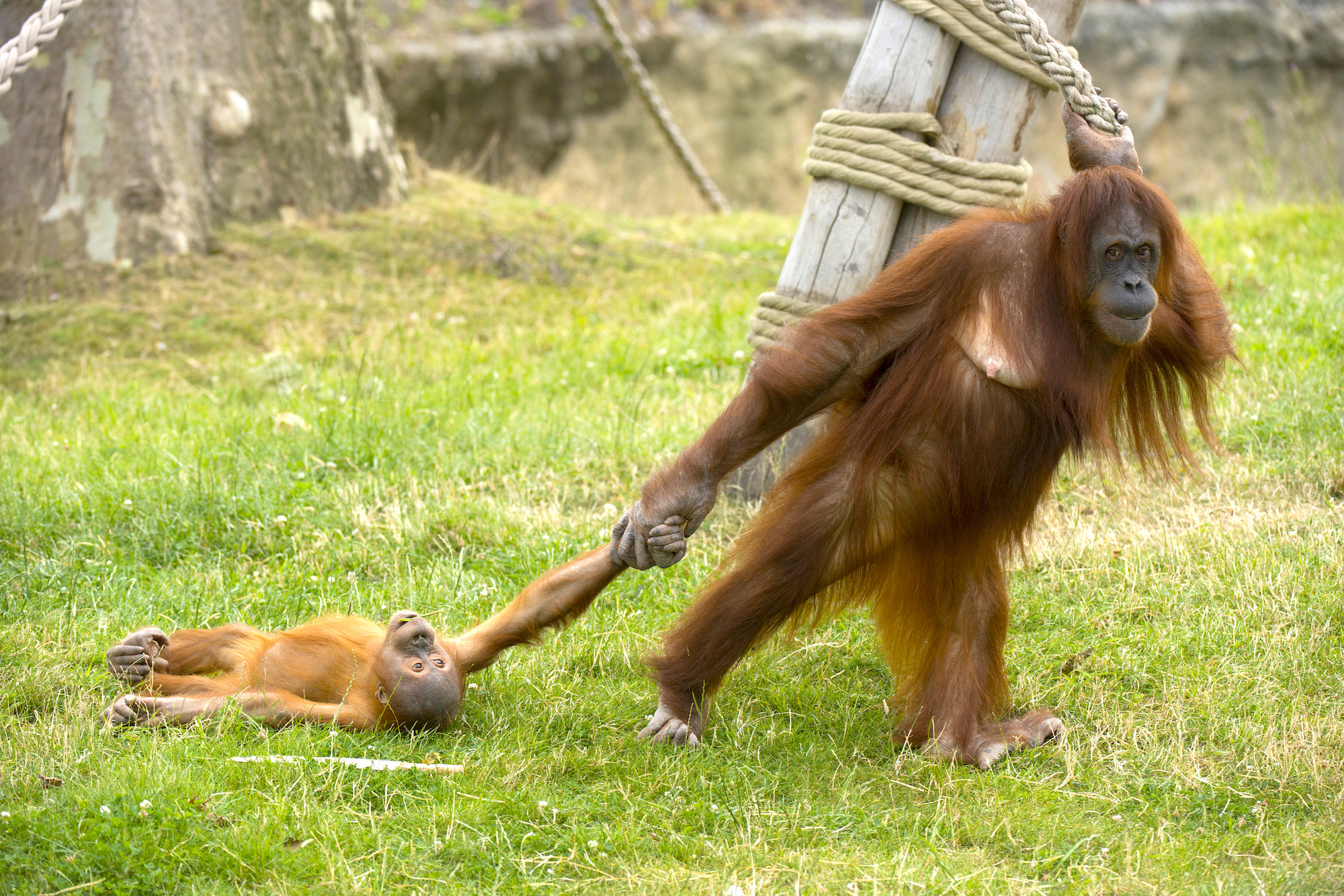 Baby Orangutan Throws Tantrum as His Unamused Mom Drags Him Around Safari P...