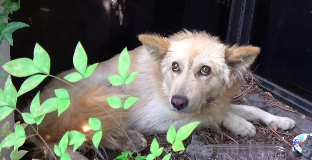 (Video screenshot | Hope For Paws - Official Rescue Channel)