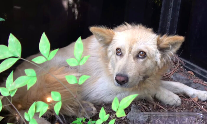 (Video screenshot | Hope For Paws - Official Rescue Channel)