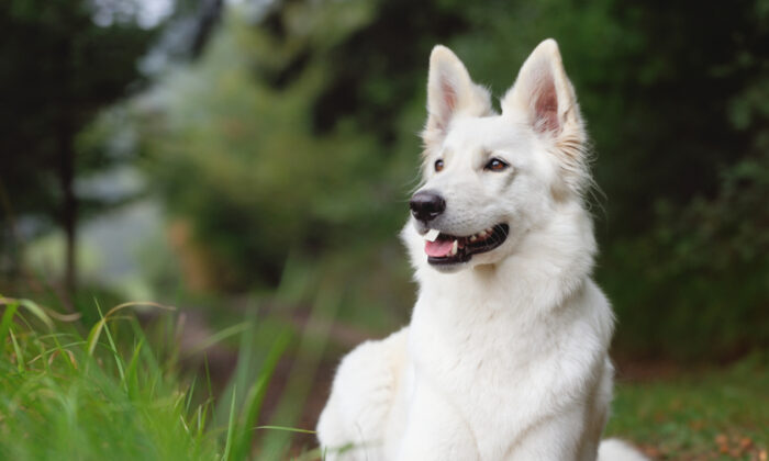 White German Shepherd Gave Birth to Lime-Green Puppy, and His Family ...