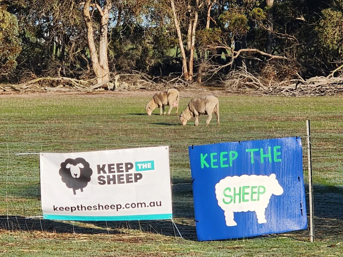 Sheep graze in a farm paddock behind signs protesting the live sheep ban in the south of Western Australia on June 20, 2024. (Susan Mortimer/The Epoch Times)