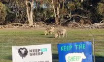 Sheep Producers Call Live Export Ban ‘Unprofessional’
