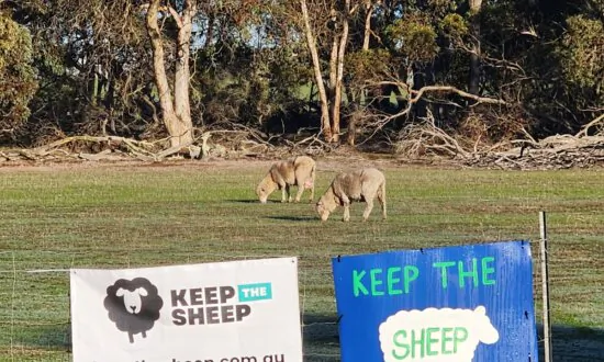 Sheep Producers Call Live Export Ban ‘Unprofessional’