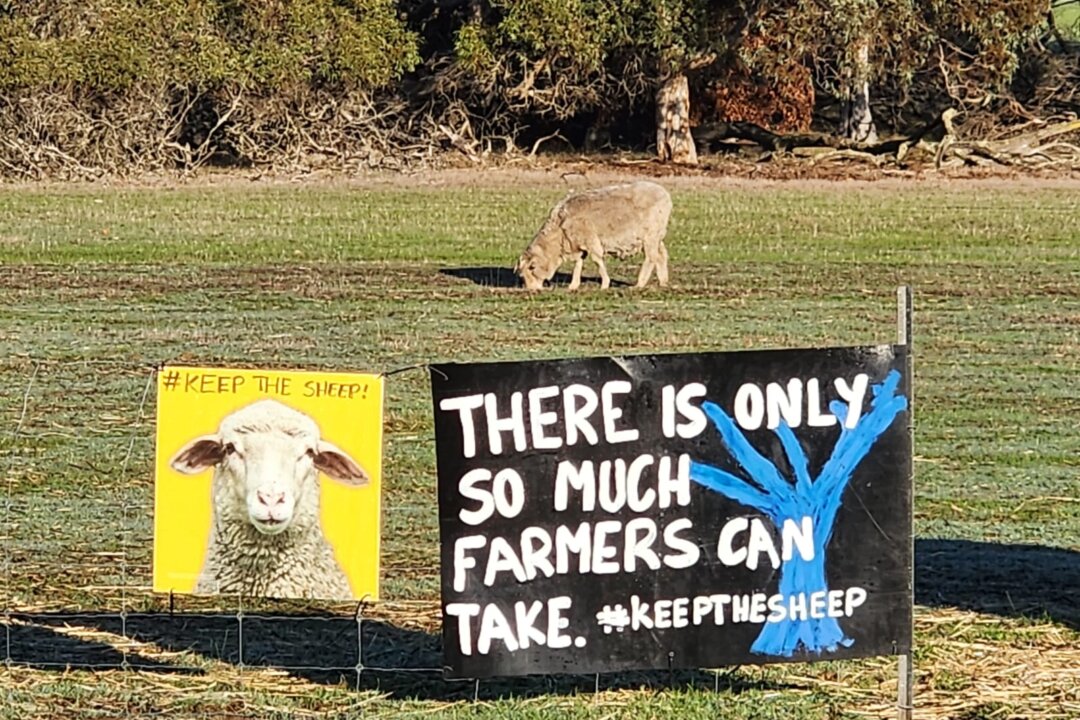 ‘No Sheep, No Jobs’: Nationals Candidate Continues Fight Against Sheep Export Ban thumbnail
