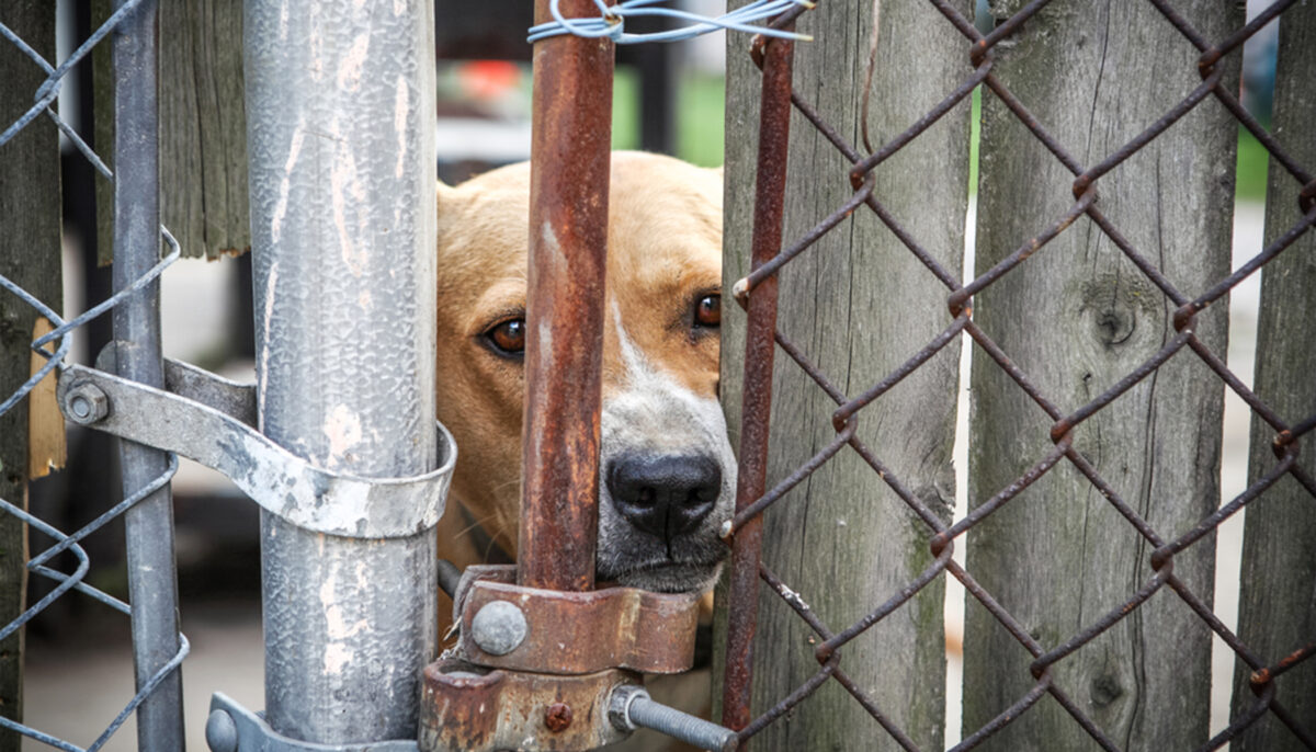 Abused Dog Cowers in Corner, Shivering After Being Rescued to Shelter