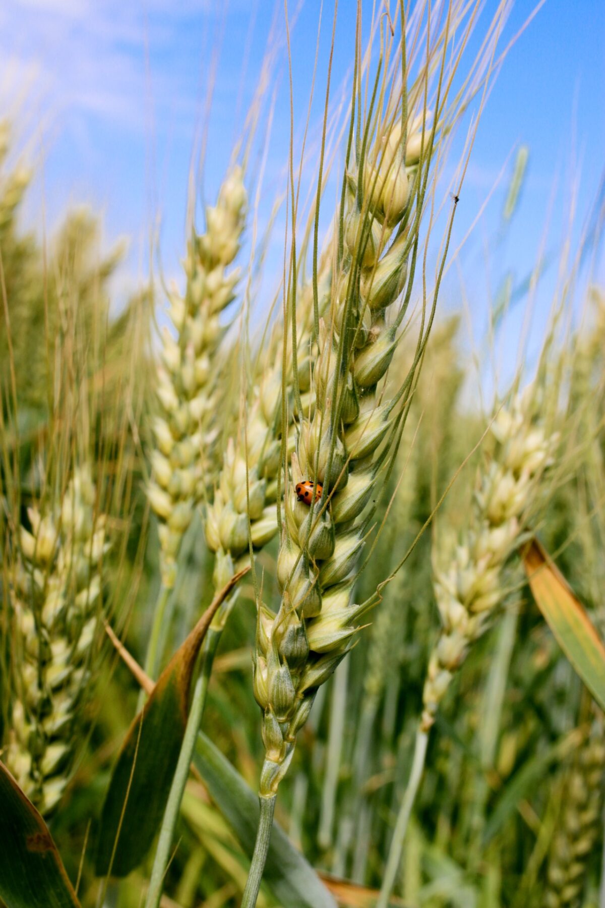 hayden-flour-mills-goes-in-search-of-the-true-flavor-of-grain