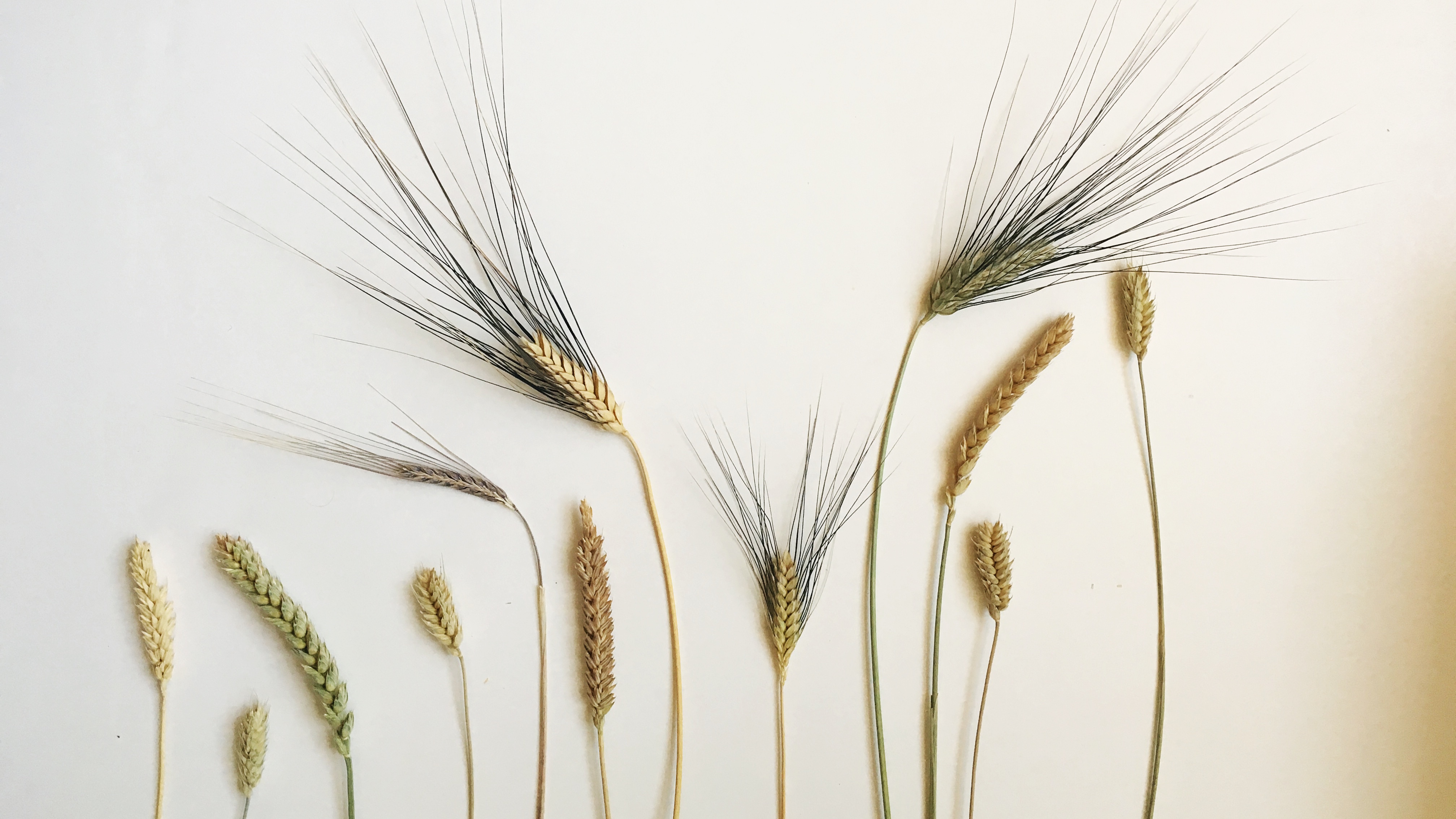 A sampling of Hayden Flour Mills' different heritage wheat varietals