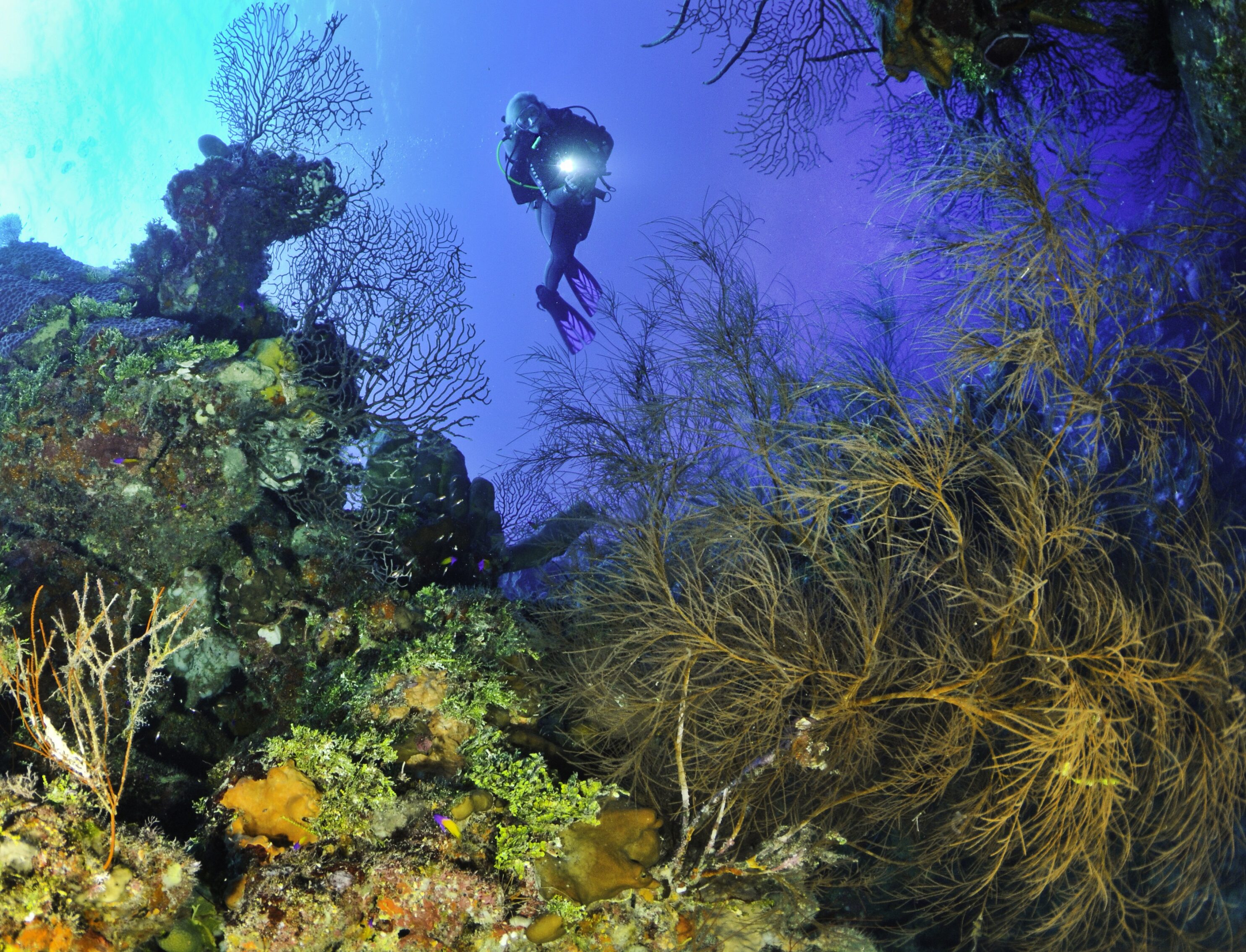 Babylon2 - Photo Credit Glenn Ostle-Feather & Fins Photography