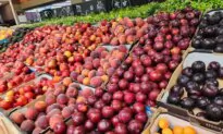 Vietnam Opens Door to Australian Plums After Trade Deal