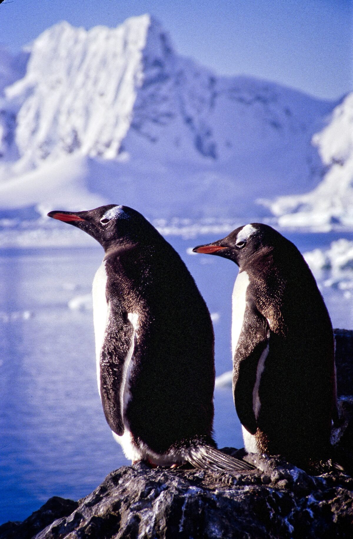 ANTARCTICA