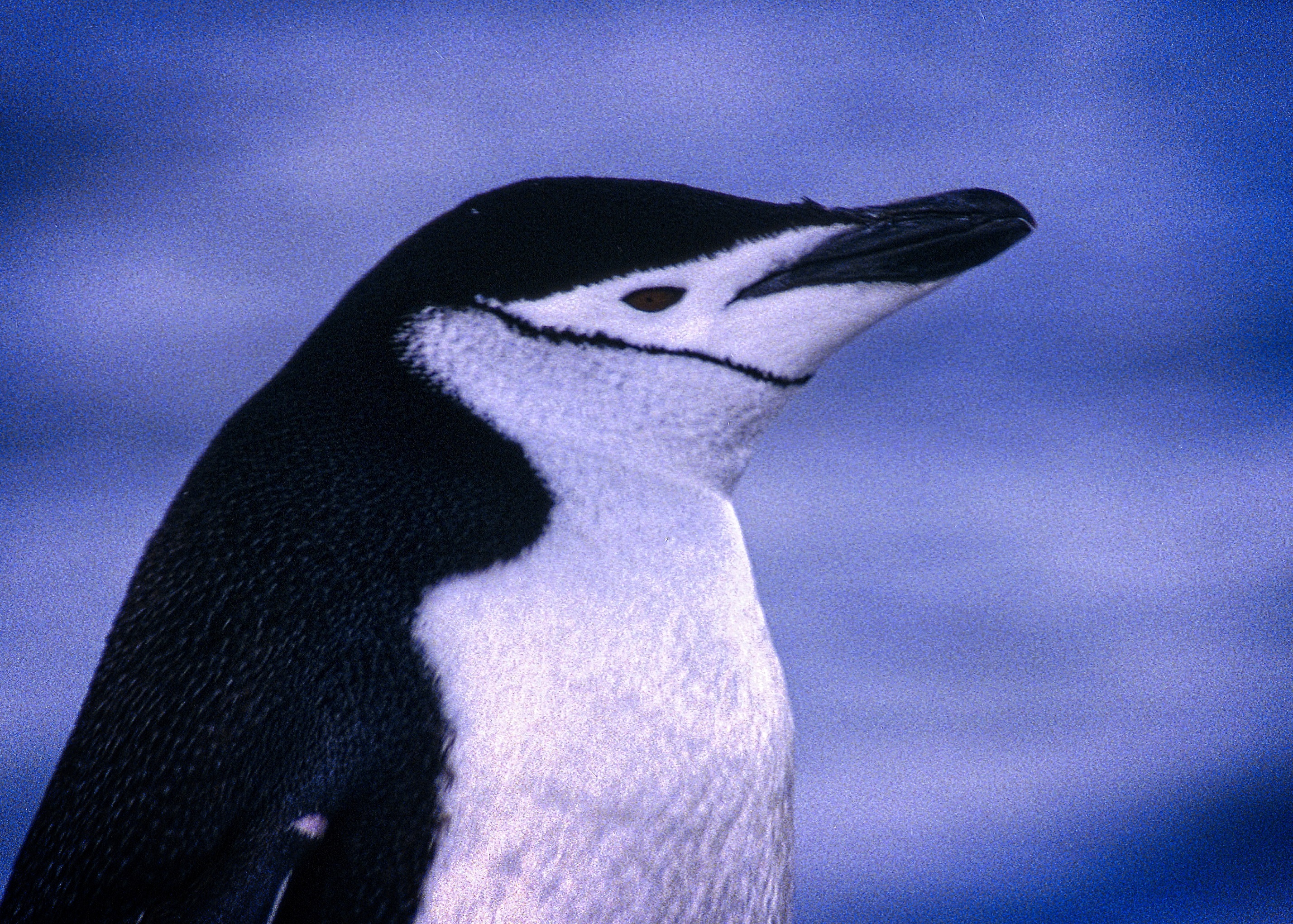 ANTARCTICA