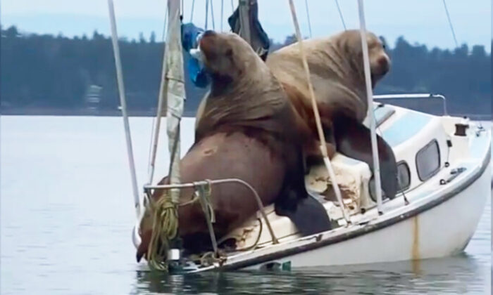 giants sea lions uniforms