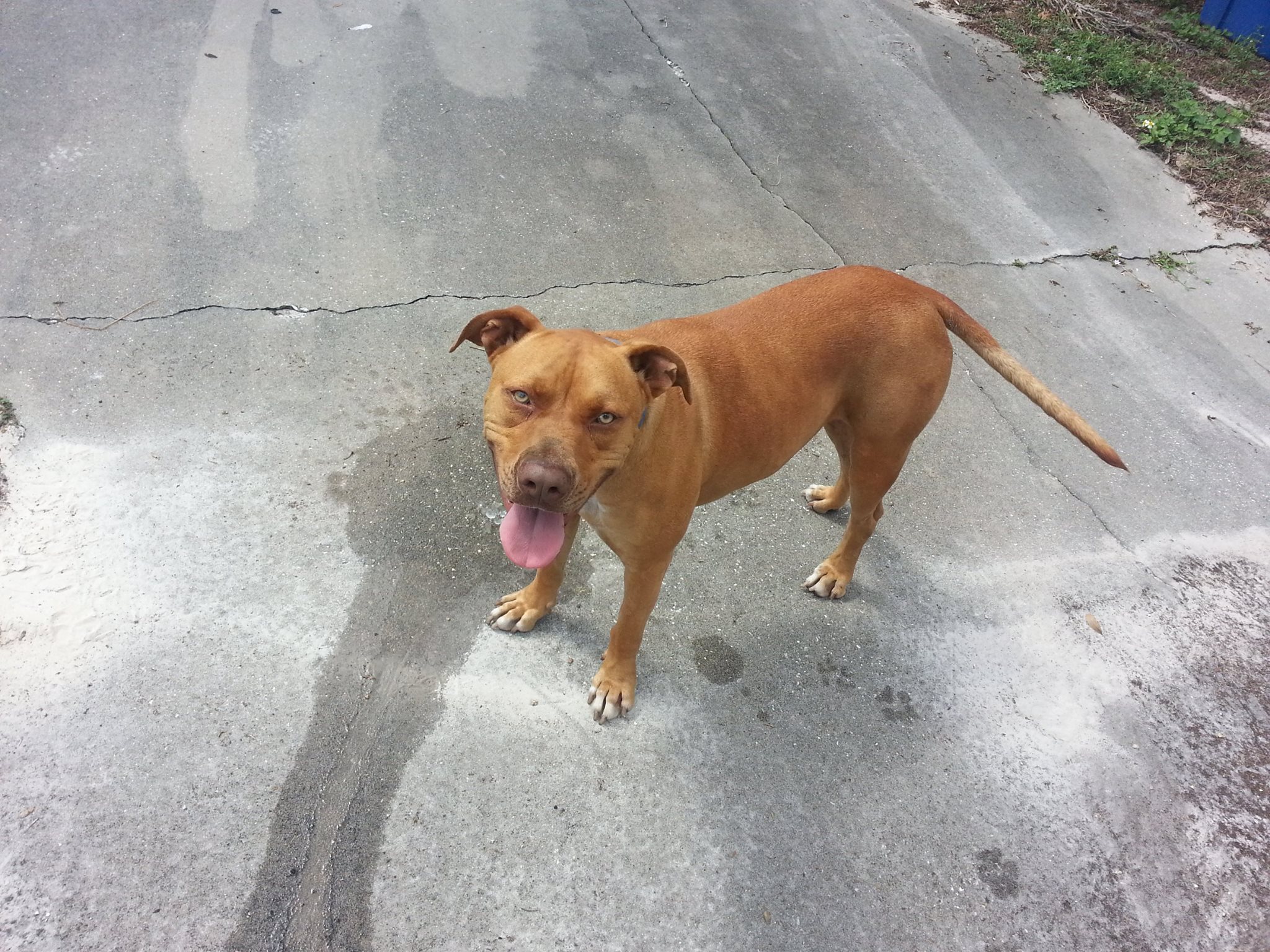 County Sheriff’s Office Responds to Call of Pit Bull on Loose–but He