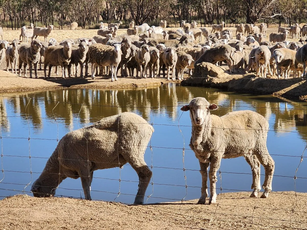 Sheep drink from a small dam in a farm paddock in the south of Western Australia on March 24, 2024. (Susan Mortimer/The Epoch Times)
