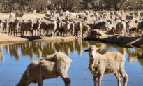 Farmers Warn Regions to Face Multi-Million Dollar Losses Due to Sheep Export Ban
