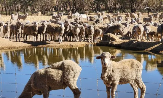 Farmers Warn Regions to Face Multi-Million Dollar Losses Due to Sheep Export Ban