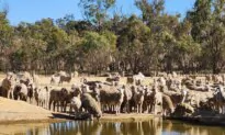 Live Sheep Export Ban Introduced Into Parliament, With Coalition Pushback
