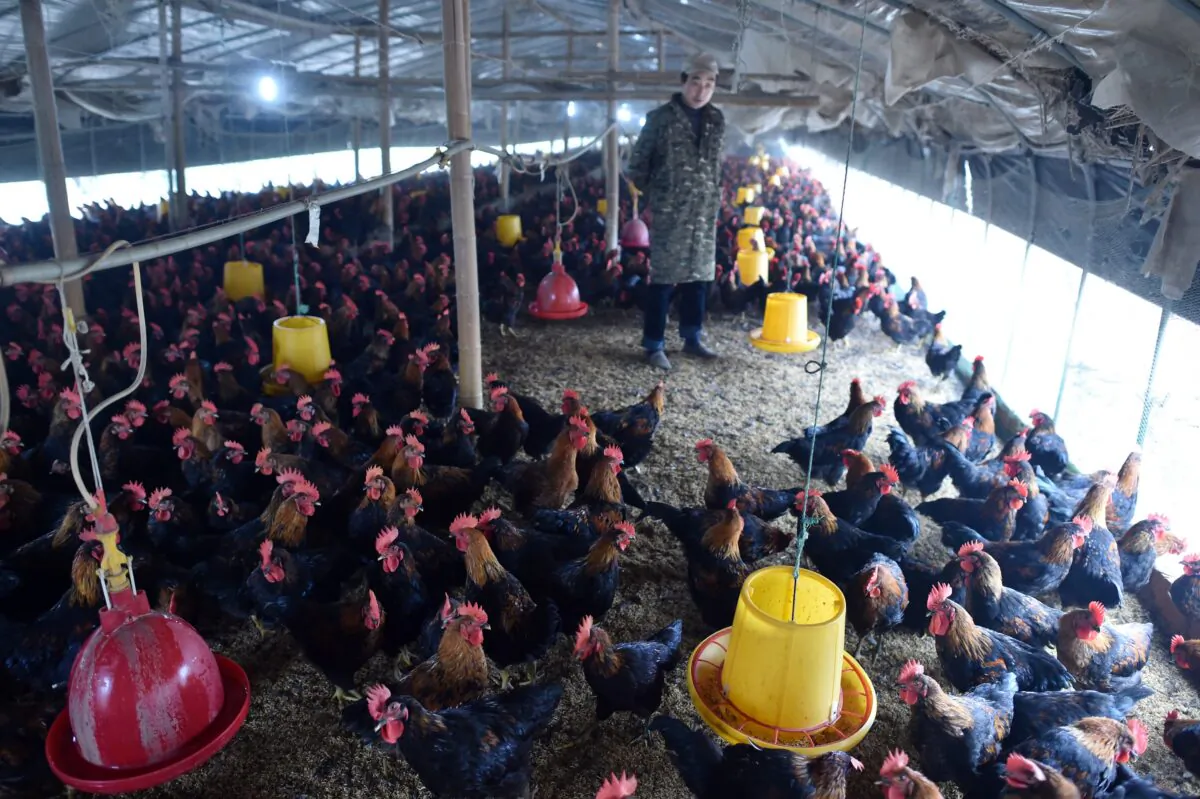 A worker looks at chickens at a poultry farm in Hefei, eastern China's Anhui Province, on Nov. 20, 2015. (STR/AFP via Getty Images)