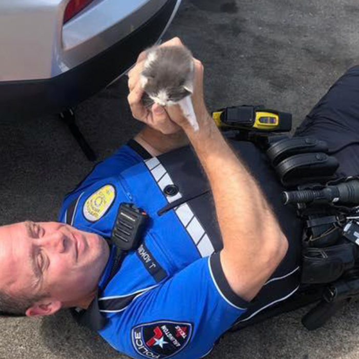 Despite allergy, Bradenton Police Officer rescues kitten