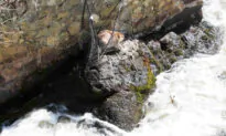 Beaver Trapped on a Ledge Beside Raging River for Days Gets Help From Local Animal Rescuers