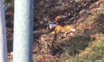 Video: Dog Rescuers Try to Save Fearful, Starving Stray Dog Living by Busy Freeway in LA