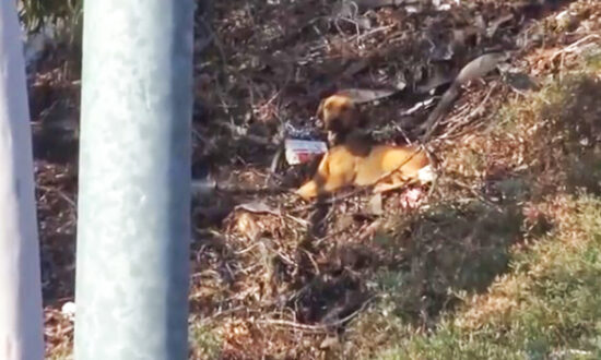 Video: Dog Rescuers Try to Save Fearful, Starving Stray Dog Living by Busy Freeway in LA