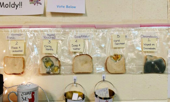 Teachers’ Germ-filled Experiment on Handwashing Reveals the Power of Soap and Water