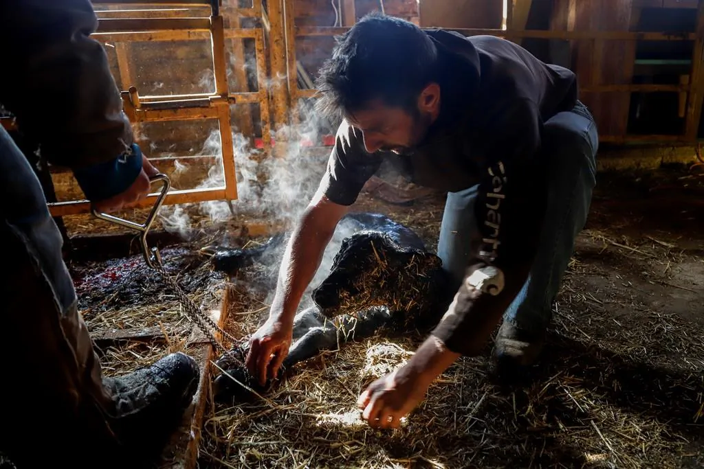 Bruce Bird attends to a newly born calf on his farm near Cremona, Alta., on March 25, 2020, amid a worldwide COVID-19 flu pandemic. (The Canadian Press/Jeff McIntosh)