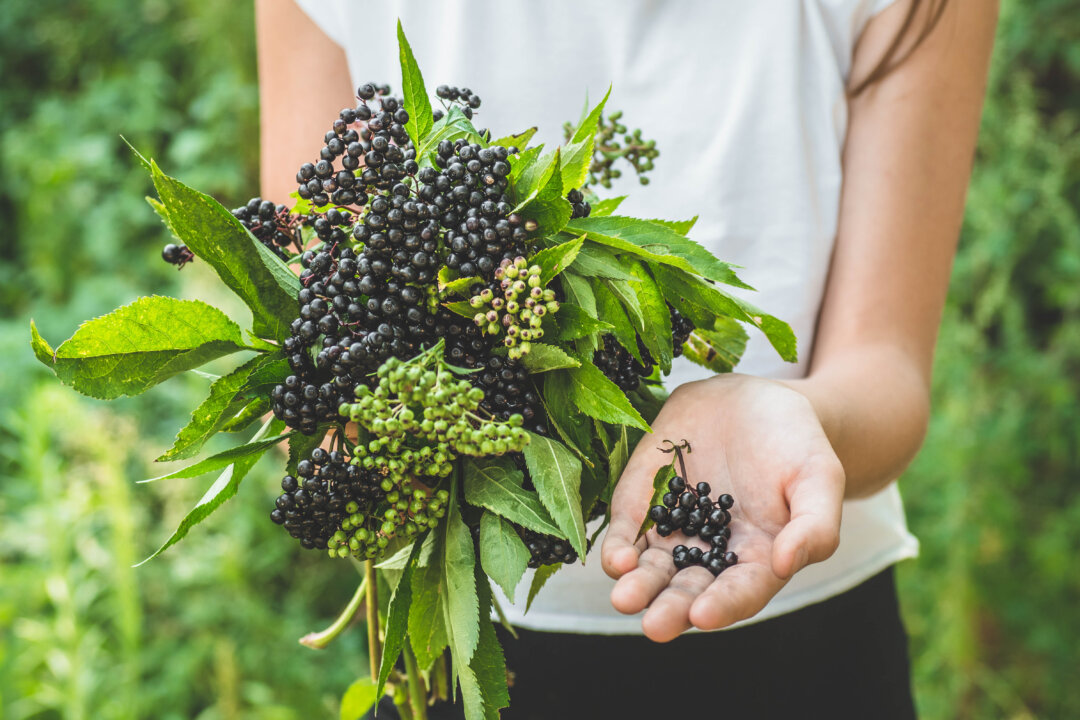 Elderberries are high in phenolic compounds and anthocyanins. (Nastyaofly/Shutterstock)