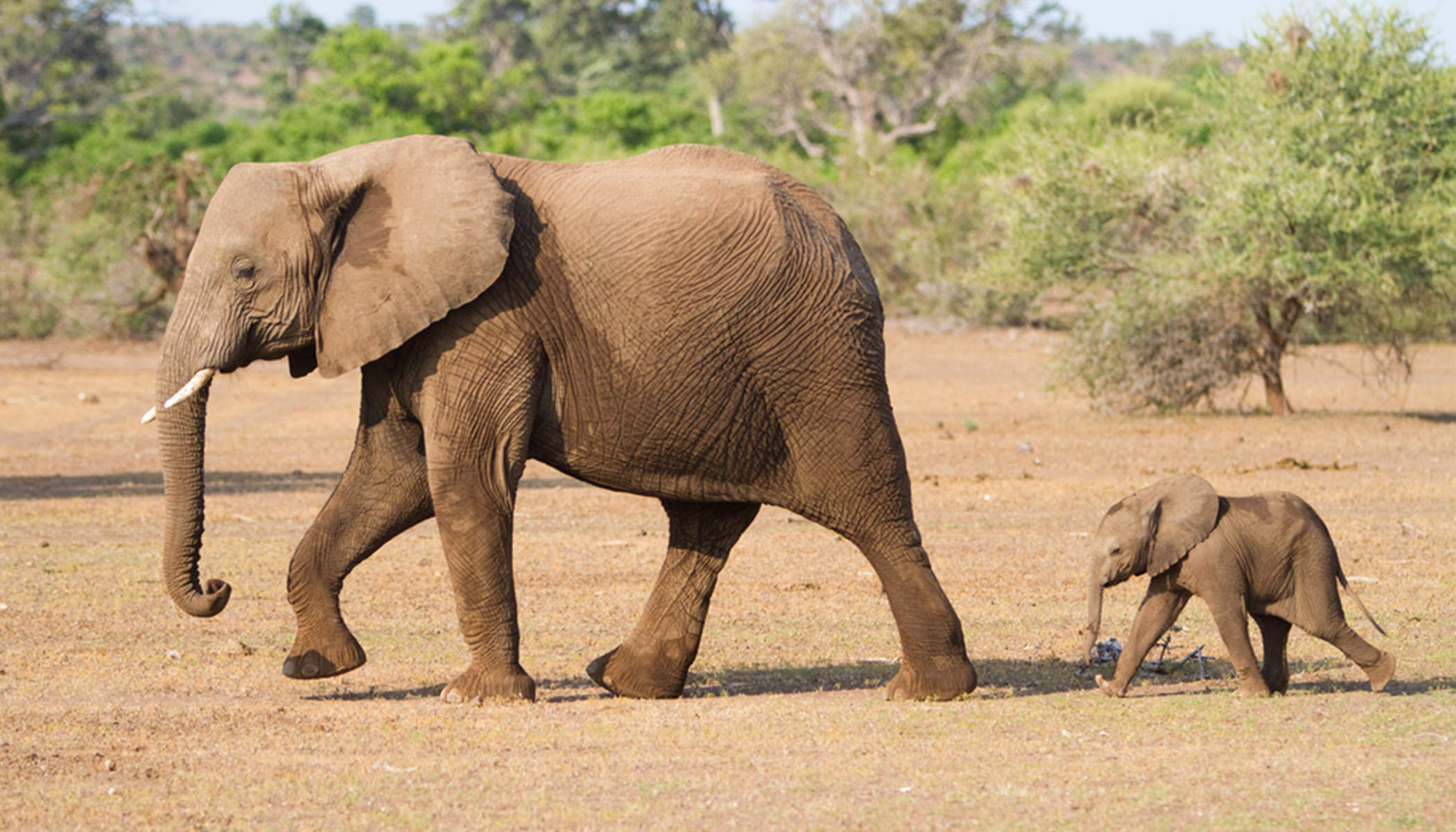 'The Elephant Song:' Breening a Modern Play - Vimarsana News