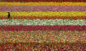 US Flower Industry Suffers Due to Pandemic