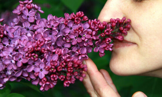 Experts Warn: Loss of Smell or Taste Alone Could Indicate a ‘Silent Spreader’ of CCP Virus