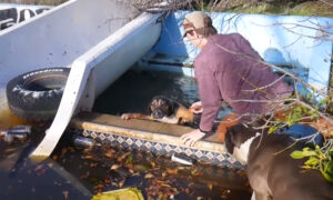 Stray Dogs Beg Teens to Save Their Drowning Friend at an Abandoned Water Park