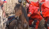 Dramatic Rescue Of A Freezing Horse