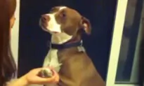Overly Dramatic Pit Bull Tries to Play Dead to Avoid the Nail Clippers, and the Video Is Hilarious