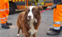 Remembering the Faithful Sheepdog That Chased Truck Carrying His Flock to Slaughterhouse