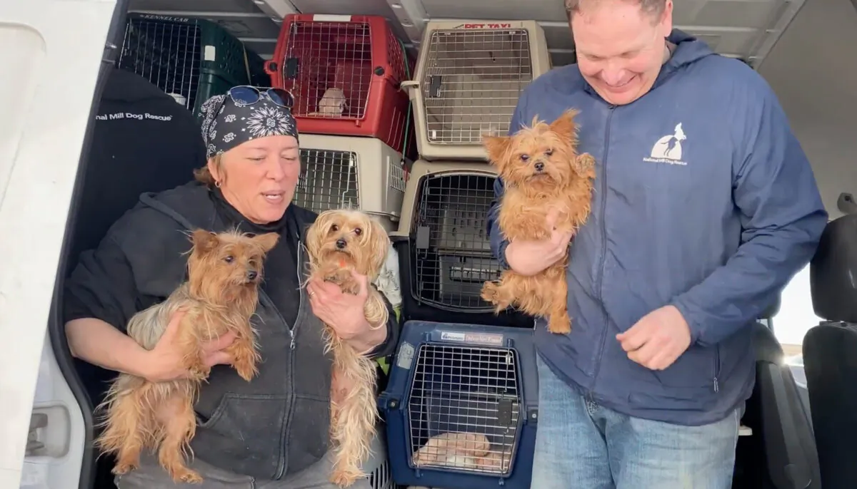 (Courtesy of National Mill Dog Rescue)