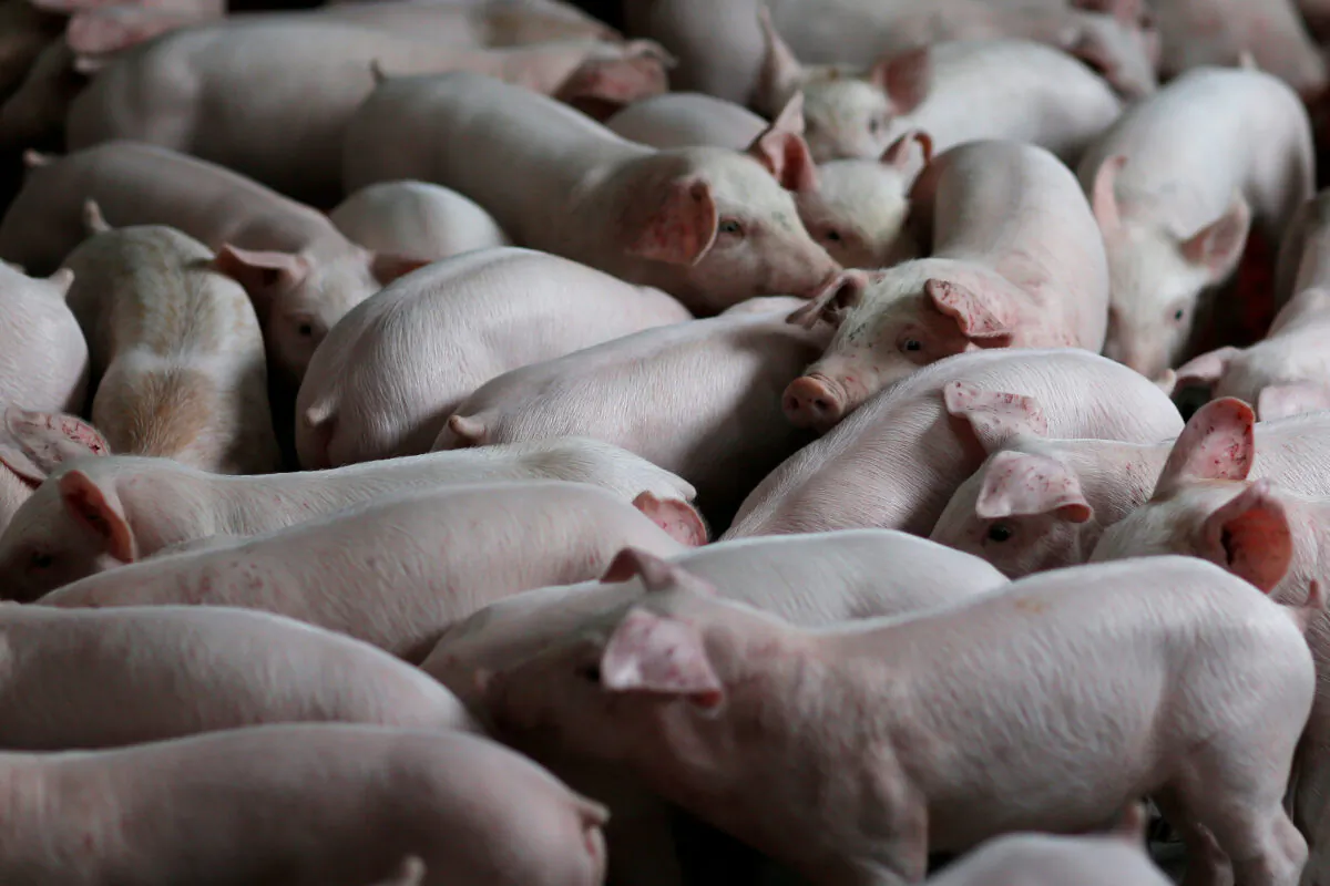 Pigs are seen in a pig farm in Bouille-Menard, France, on April 28, 2017. (Stephane Mahe/Reuters)