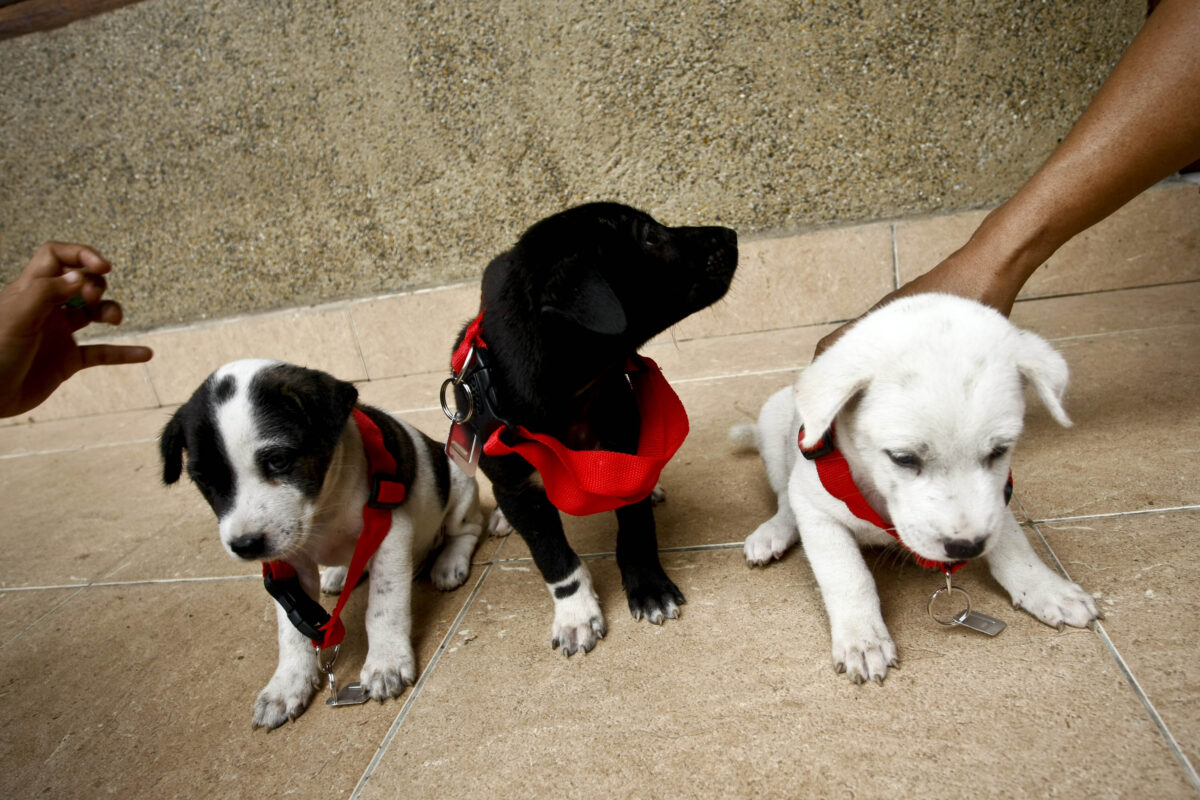 Northern Territory on Alert for Rabies Outbreak