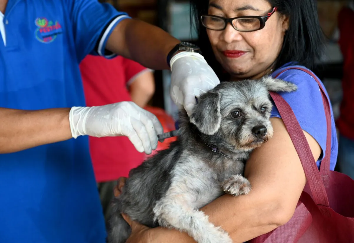 Dog being vaccinated against Rabies in Indonesia in 2019. (Sonny Tumbelka, Getty Images)