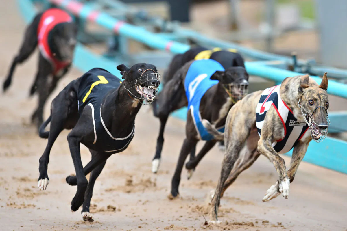 Greyhounds racing to the finish line in Melbourne, Australia, on Feb. 18, 2015. 
(Vince Caligiuri/Getty Images)
