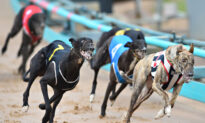 Greyhound Racing Continue Despite NSW Lockdown