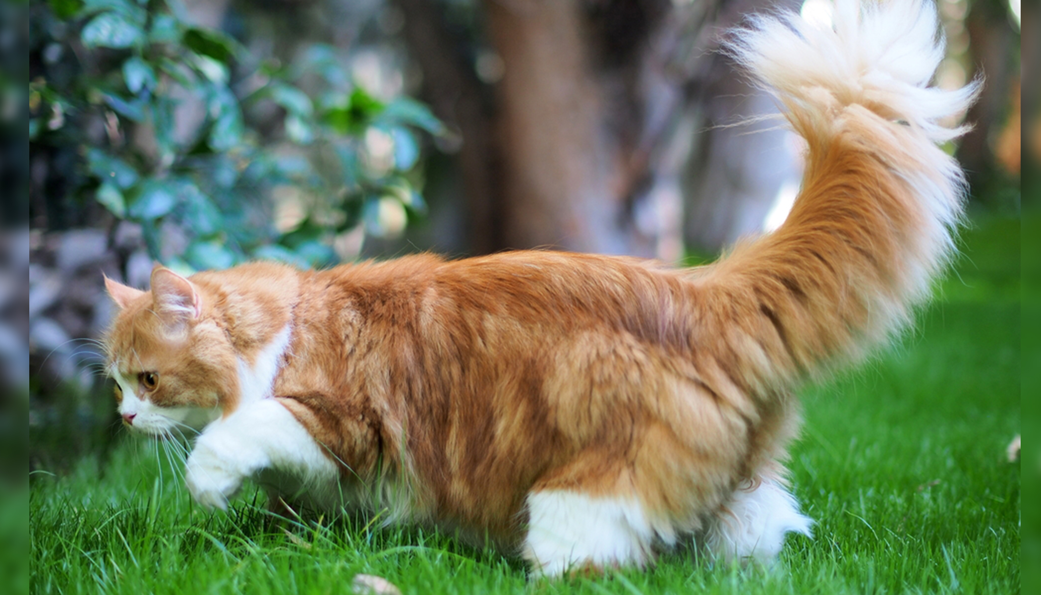 Cat With Incredibly Fluffy Squirrel Tail Is Owning The Internet With 165 000 Instagram Followers