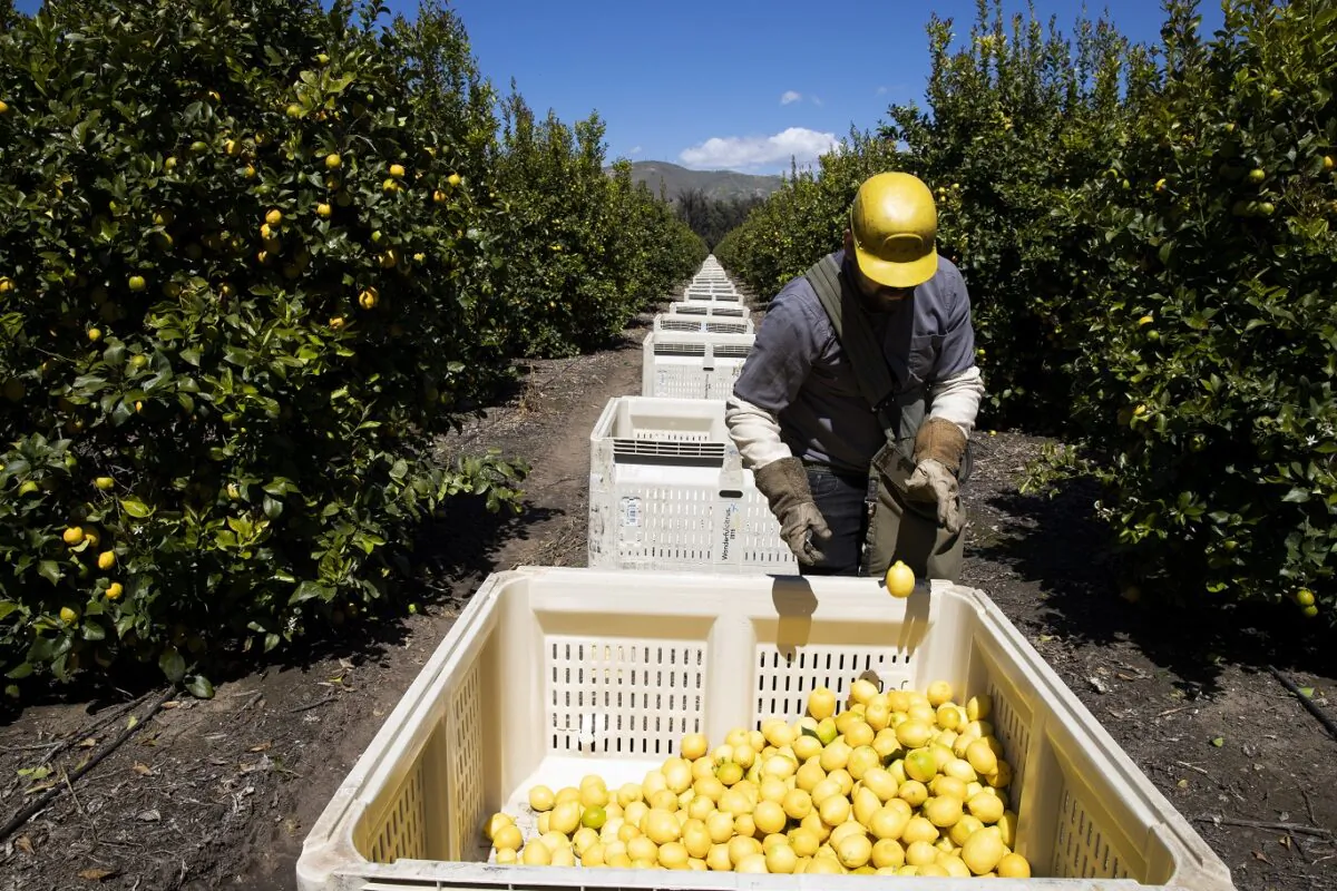 Agricultural laborers pick lemons inside an orchard in La Mesa, Calif., on March 27, 2020. (Brent Stirton/Getty Images)