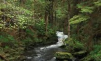 Boy, 5, Found Dead on Alaska Hiking Trail