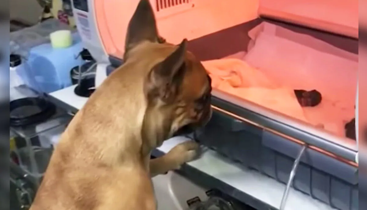 (Video Screenshot | Newsflare)