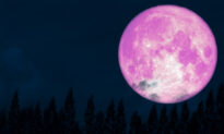 April’s ‘Super Pink Moon’ Marks the Arrival of Spring, May Be Brightest Lunar Event of 2020