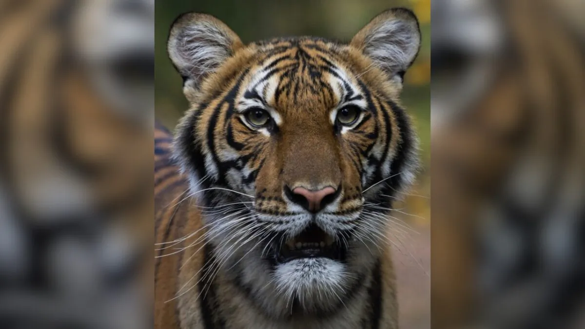Nadia, a Malayan tiger at the Bronx Zoo in New York City. (Julie Larsen Maher/Wildlife Conservation Society via AP)